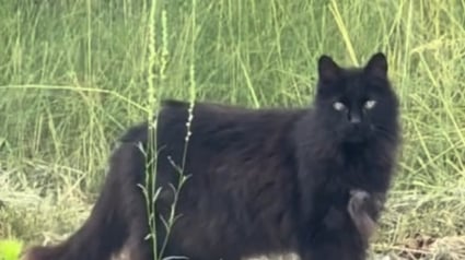 Illustration : Le sort d'un chat sénior endeuillé et livré à lui-même émeut une bénévole qui lui ouvre la porte de son foyer