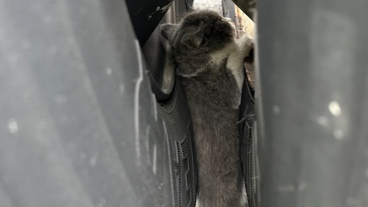 Illustration : "Un travail d'équipe et de gros moyens sont déployés pour libérer un chaton coincé entre les roues d'un camion (vidéo)"