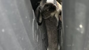 Illustration : Un travail d'équipe et de gros moyens sont déployés pour libérer un chaton coincé entre les roues d'un camion (vidéo)