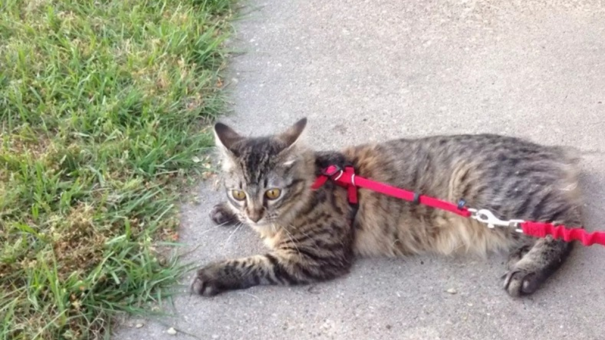 Illustration : "8 photos de chats qui ont décidé que la promenade était finie"