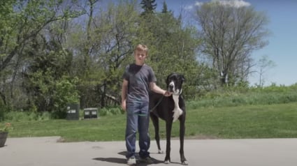 Illustration : Le Livre Guinness des records annonce le décès de Kevin, le plus grand chien du monde