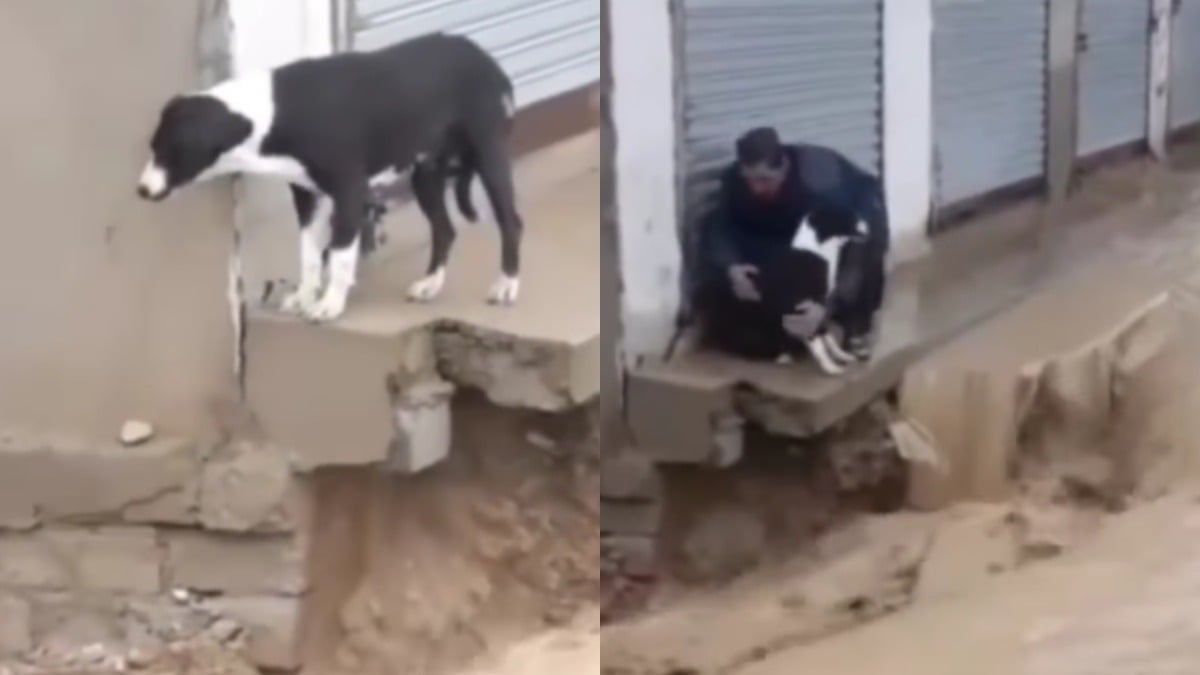 Illustration : "Un homme héroïque sauve un chien piégé par des inondations sur une dalle instable (vidéo)"