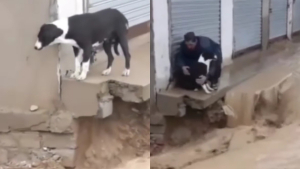 Illustration : Un homme héroïque sauve un chien piégé par des inondations sur une dalle instable (vidéo)