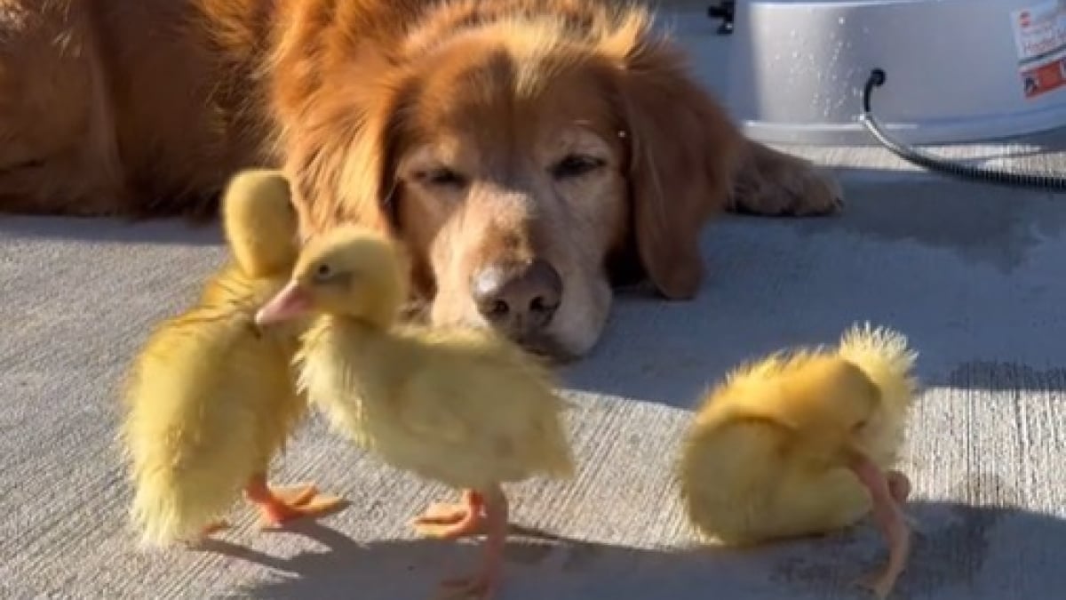 Illustration : "Ce chien amoureux de tous les animaux de la ferme mène un quotidien digne d’un  « film de Disney » "