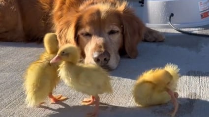 Illustration : Ce chien amoureux de tous les animaux de la ferme mène un quotidien digne d’un  « film de Disney » 