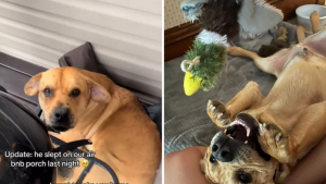 Illustration : De retour à sa location de vacances, un couple trouve un chien errant sous le porche et décide de l'adopter (vidéo)