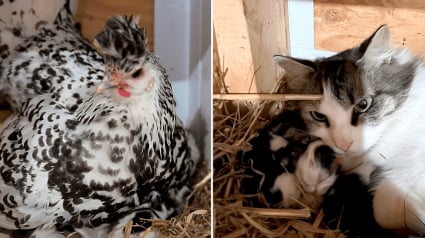 Illustration : En sortant ramasser des œufs, une fermière découvre que sa poule protège des chatons nouveau-nés (vidéo)