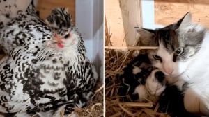 Illustration : "En sortant ramasser des œufs, une fermière découvre que sa poule protège des chatons nouveau-nés (vidéo)"