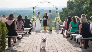 Illustration : 13 photos de chiens qui se sont mis sur leur 31 pour le mariage de leurs maîtres