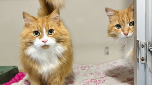 Illustration : "Une visite au refuge pour apporter de l'affection à deux sœurs chattes âgées se transforme en adoption inattendue"
