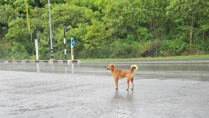 Illustration : "Les retrouvailles émouvantes entre chien perdu sous la pluie et son propriétaire"
