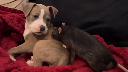 Illustration : Un chiot Pitbull rencontre son frère rat de compagnie pour la première fois et ne tarde pas à devenir son meilleur ami (vidéo)