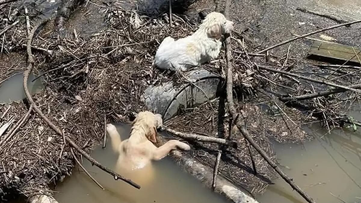 Illustration : "Un automobiliste vole au secours de 2 chiots accrochés aux débris d'un ruisseau où on les a jetés"