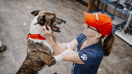 Illustration : De joyeuses nouvelles de Grizz, le chien blessé par balle qui avait perdu foi en l’être humain