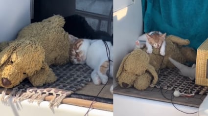 Illustration : Le meilleur ami de cette chatte vivant sur un bateau est un chien en peluche dont elle ne se sépare jamais (vidéo)