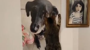 Illustration : "La tendre réaction d’un chat à la vue d’une photo prouve qu’il n’a jamais oublié sa défunte amie canine (vidéo)"