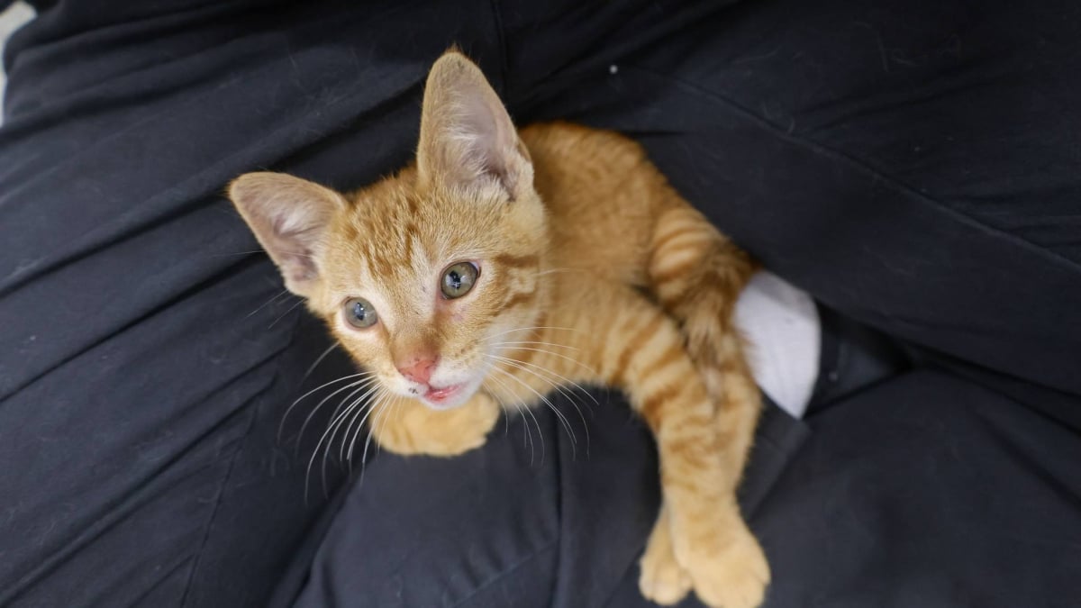 Illustration : "Un chaton, piégé dans les égouts en voulant échapper à la chaleur, sauvé par la détermination d'une jeune fille (vidéo)"