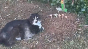 Illustration : "Le rituel émouvant d'un chat endeuillé visitant chaque jour la tombe de son frère (vidéo)"