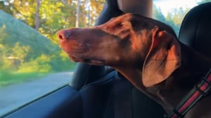 Illustration : Une chienne vivant ses derniers jours se voit offrir une ultime virée à la plage et dans son parc préféré (vidéo)