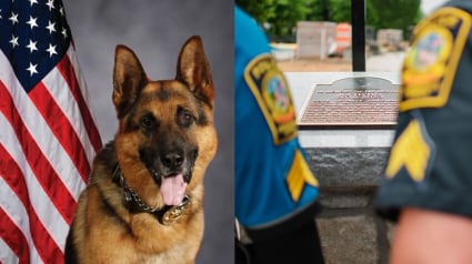 Illustration : Un an après la disparition d'un chien policier au parcours héroïque, sa ville lui rend hommage en lui dédiant un parc canin