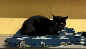 Illustration : "Après une attente de 5 ans dans un refuge, une chatte noire timide espère enfin trouver un foyer aimant grâce à la mobilisation des bénévoles (vidéo)"