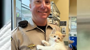Illustration : Après avoir secouru un chaton sur une autoroute, un policier lui rend visite au refuge avec ses enfants pour l'adopter