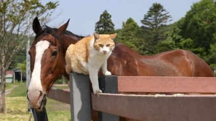 Illustration : Sorti de nulle part, ce chat errant s’est lié d’amitié avec les chevaux d’un ranch