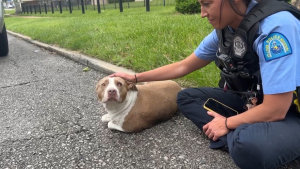Illustration :  Une policière remarque une chienne paralysée abandonnée sur le bord de la route et refuse de ne pas intervenir pour la sauver