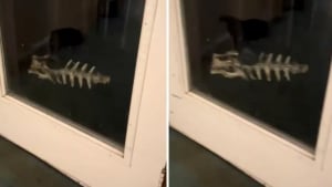 Illustration : Fier de sa trouvaille, ce chien rentre joyeusement auprès de ses maîtres avec un squelette dans la gueule (vidéo) 