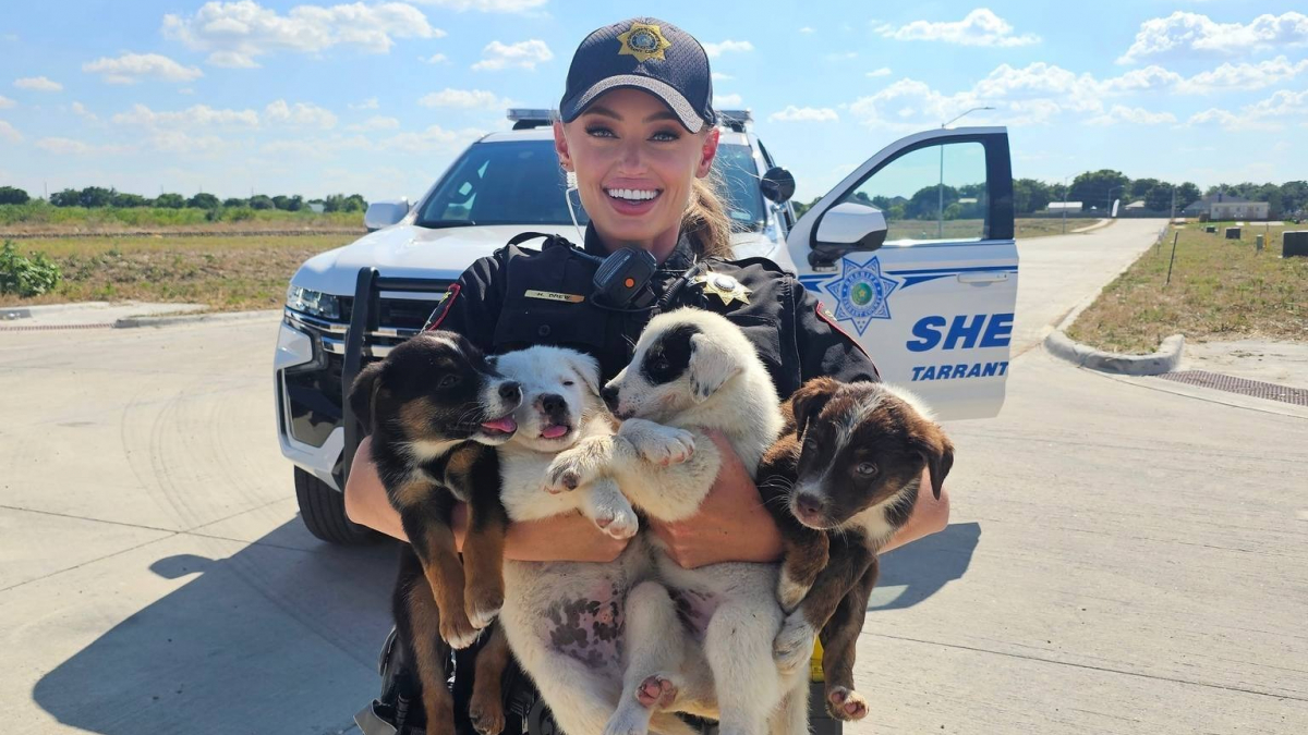 Illustration : "Un bon samaritain découvre 8 chiots abandonnés sous une chaleur étouffante et prévient les forces de l’ordre dans l’espoir de les sauver (vidéo)"