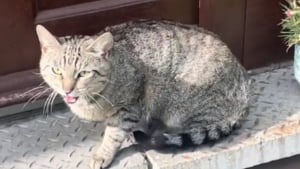 Illustration : "Une chatte errante choisit sa maîtresse et l'attend devant chez elle, sûre de son choix (vidéo)"