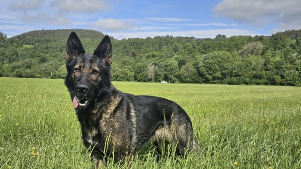 Illustration : "La fugue rare d'un chien policier attiré par un cerf met les forces de l'ordre en alerte pendant plus de 24 heures "