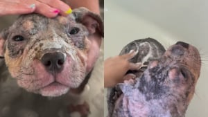 Illustration : "La vidéo réconfortante d’une chienne malade profitant de son premier bain après avoir été secourue (vidéo) "