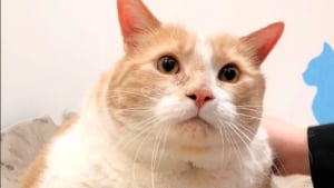 Illustration : "Des nouvelles d’Axel, un chat roux qui se bat pour perdre du poids, mais qui aime un peu trop le fromage (vidéo)"