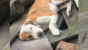 Illustration : Une chienne découverte blessée et couchée sur un tas de vieilles planches de bois n'attend plus que son adoption après son opération