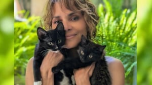 Illustration : "L'actrice Halle Berry plus Catwoman que jamais adopte 2 chatons errants trouvés dans son jardin"