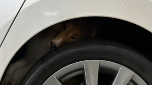 Illustration : Un chien coincé dans le passage de roue d'une voiture est secouru par des passants et restitué à sa famille