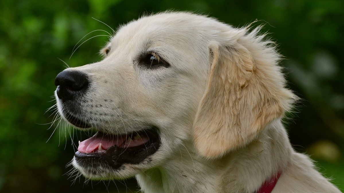 Illustration : "Un Golden Retriever empoisonné au raticide est sauvé de justesse par la vétérinaire qui dénonce un acte récurrent"