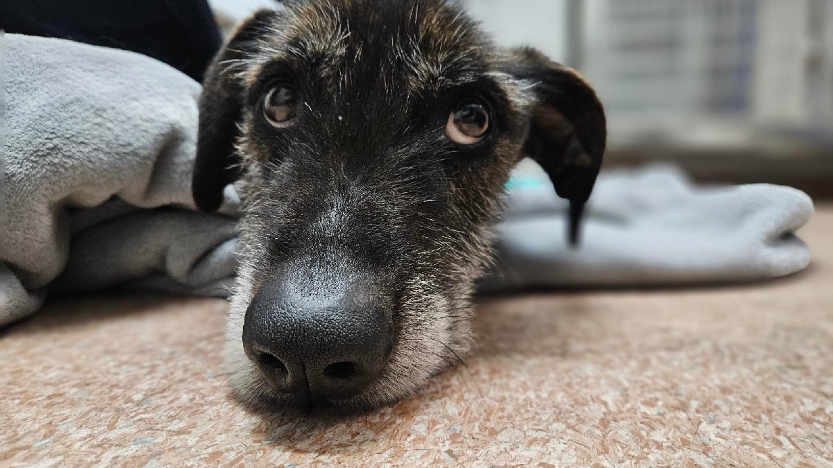 Illustration : "Un chien cachectique abandonné sur un tas de détritus peut désormais guérir grâce à une association"