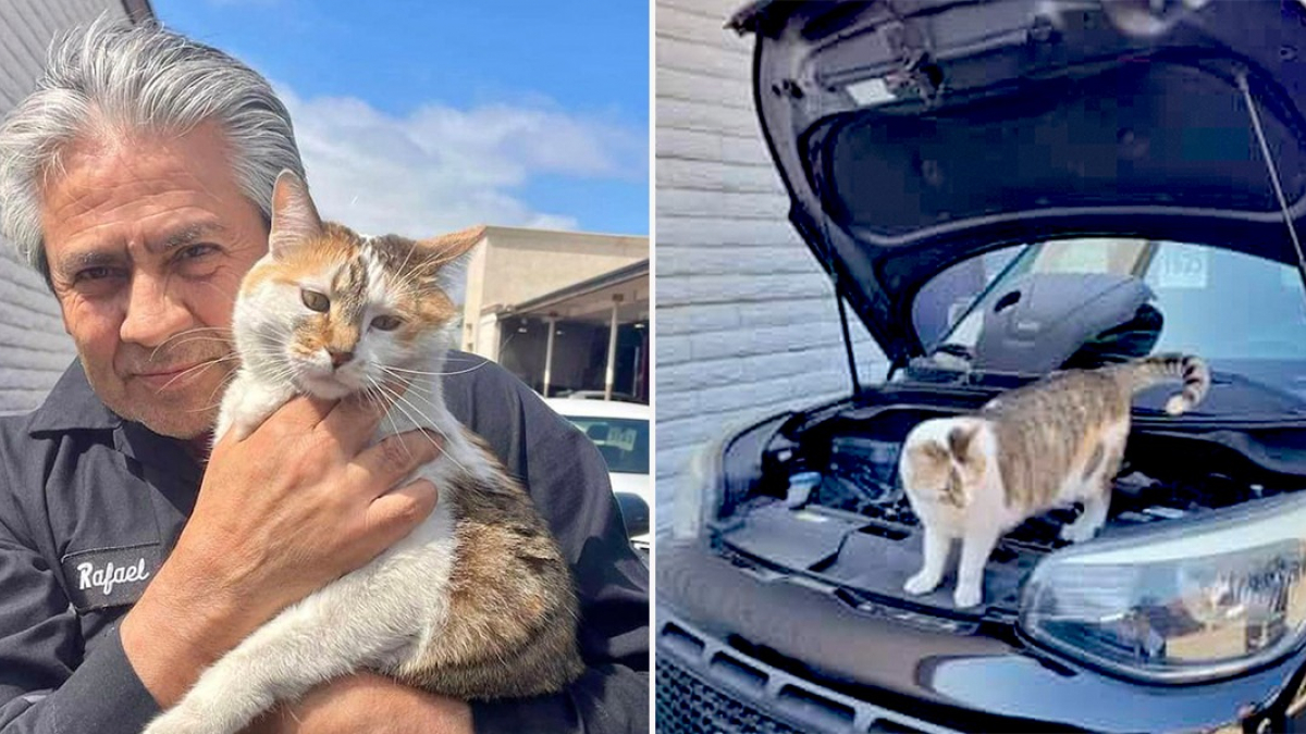 Illustration : "Une chatte de grange devient la mécanicienne préférée d’un concessionnaire automobile après son adoption grâce à un programme spécial (vidéo)"