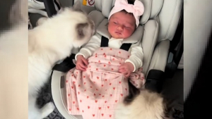 Illustration : "L'attitude émouvante de 2 chats faisant connaissance avec leur nouvelle petite soeur humaine (vidéo)"