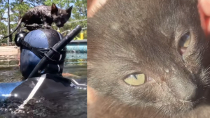 Illustration : Un chaton piégé au bord d’une rivière saute sur la tête d’un plongeur qu’il ne quitte plus