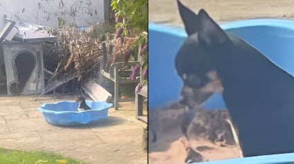 Illustration : Un chien marqué par une mauvaise rencontre avec ses congénères, émeut les internautes lorsqu'il se retrouve seul dans son bac à sable