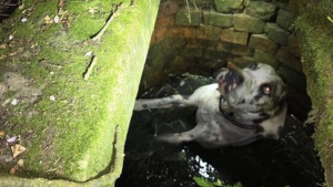 Illustration : Une chienne coincée 6 mètres sous terre "hurle comme Scooby-Doo" au moment où un drone la localise après plusieurs heures de recherche