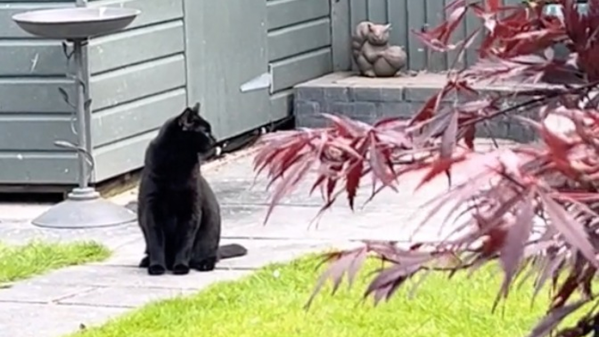 Illustration : "Sans aucune intention de les attraper, ce chat aveugle adore écouter les oiseaux qui volent près de lui (vidéo)"