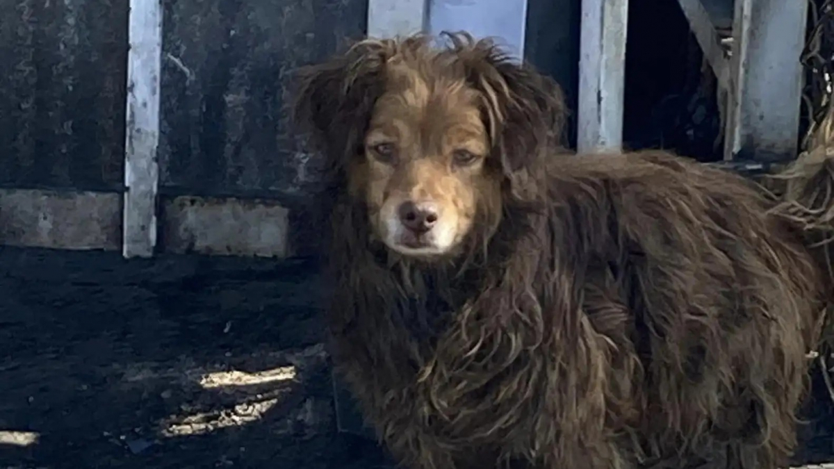 Illustration : "Après la fermeture d’un atelier de carrosserie, une femme découvre un chien abandonné couvert d’huile de moteur et implorant de l’aide"