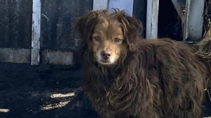 Illustration : Après la fermeture d’un atelier de carrosserie, une femme découvre un chien abandonné couvert d’huile de moteur et implorant de l’aide