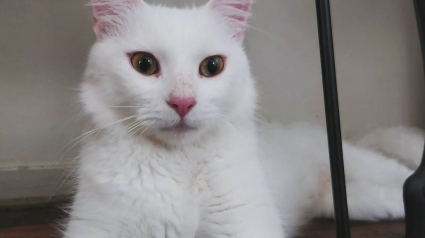 Illustration : Cette chatte sourde, obligée de se débrouiller seule dans la rue, a frappé à la bonne porte en cherchant du répit