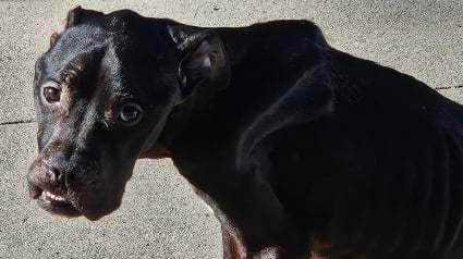 Illustration : Un chien cachectique découvert sous un pont vit une métamorphose en quelques semaines et goûte enfin au bonheur