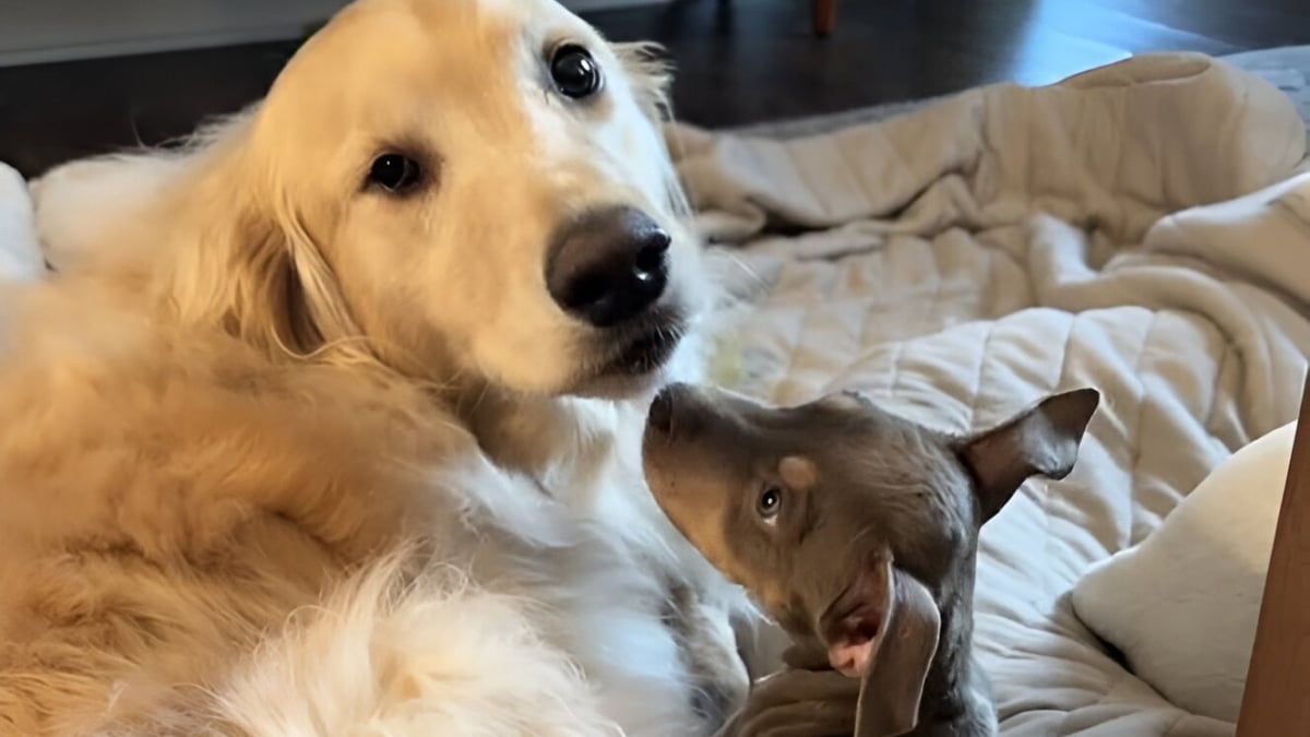 Illustration : "Un chiot abandonné famélique réapprend à faire confiance grâce au soutien réconfortant du Golden Retriever de sa famille d'accueil (vidéo)"